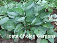 Hosta 